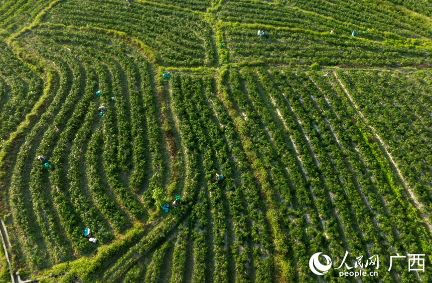 村民在辣椒種植基地采摘辣椒。