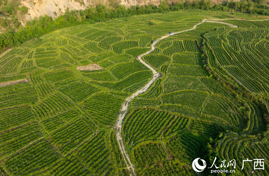 辣椒種植基地。