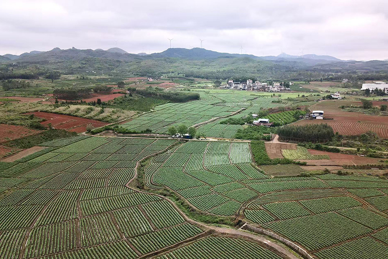 曹里村烤煙產(chǎn)業(yè)“千畝連片示范基地”。何善權(quán)攝