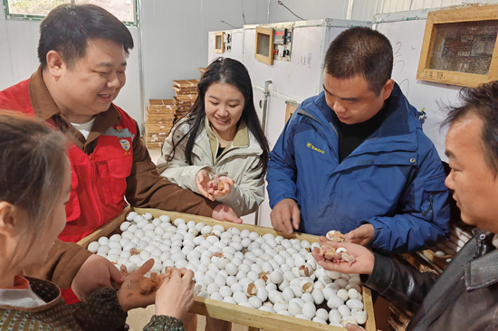 陶化村第一書記鄭鵬（左二）帶領(lǐng)駐村工作隊(duì)檢查乳鴿孵化情況。羅希海攝
