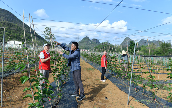 農(nóng)技專家在田間地頭進(jìn)行技術(shù)指導(dǎo)