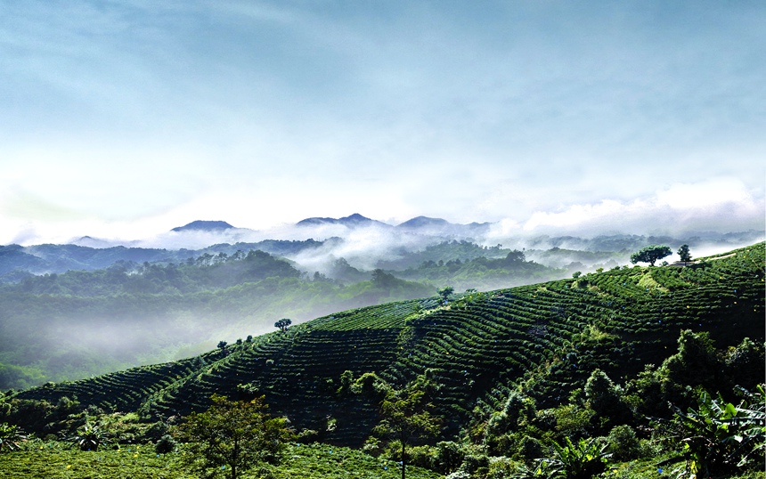 晨曦下的蒼梧縣六堡茶園，充滿生機(jī)