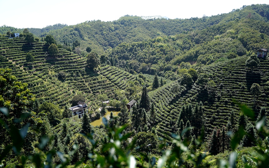 近年來(lái)，蒼梧縣舉全縣之力大種六堡茶，為群眾開(kāi)拓增收致富路子