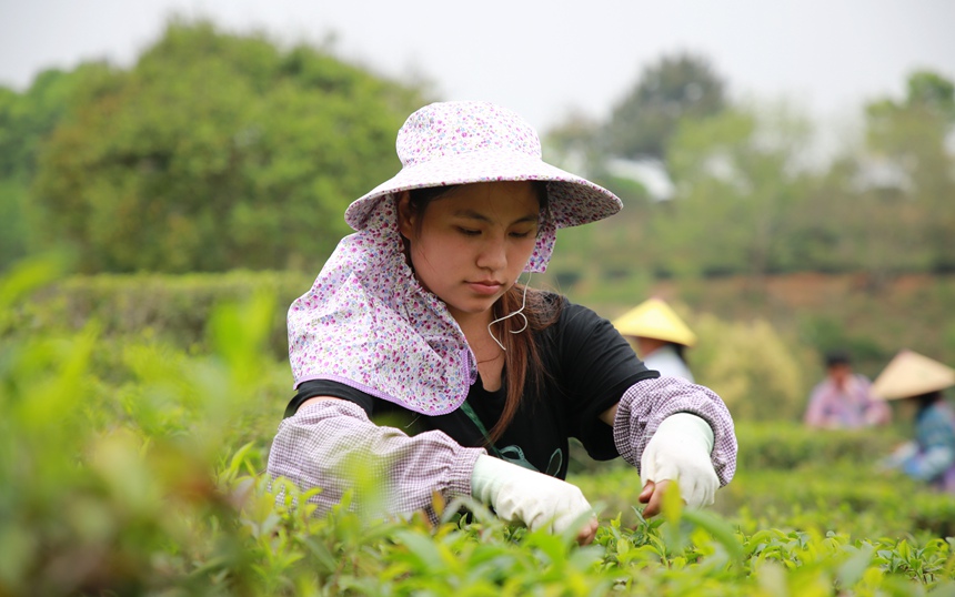 群眾趁著晴好天氣采摘六堡茶