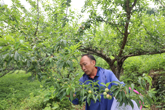 果農(nóng)采摘牛心李。周俊位攝