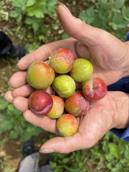 成熟的牛心李。周雪怡攝