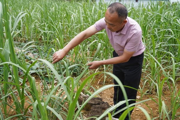 趙國建在查看甘蔗生長情況。德?？h委宣傳部供圖