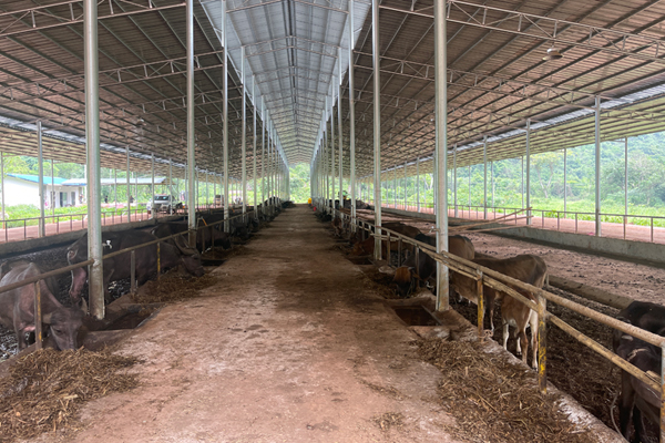 黃仕權(quán)奶水牛養(yǎng)殖場。