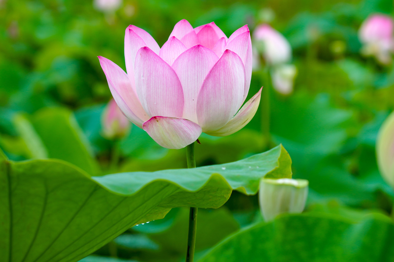 荷花綻放美如畫(huà)。