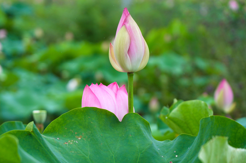 荷花綻放美如畫(huà)。