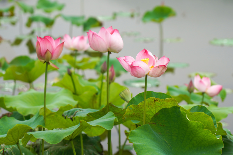 荷花綻放美如畫。