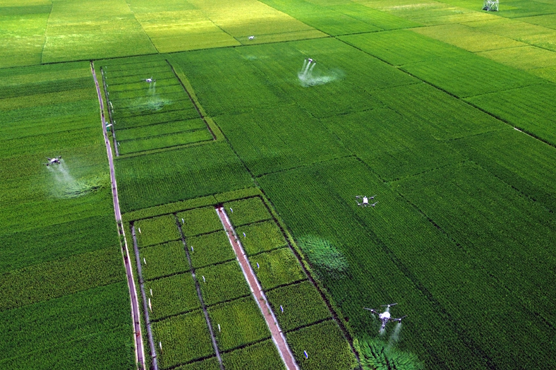 無(wú)人機(jī)正在對(duì)1.46萬(wàn)畝農(nóng)田實(shí)施高效飛防作業(yè)。