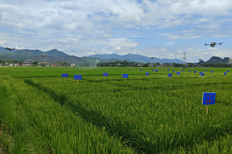 無(wú)人機(jī)正在對(duì)1.46萬(wàn)畝農(nóng)田實(shí)施高效飛防作業(yè)。