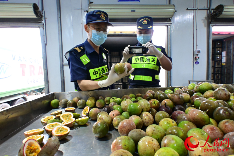 友誼關(guān)海關(guān)查驗越南百香果。人民網(wǎng) 雷琦竣攝