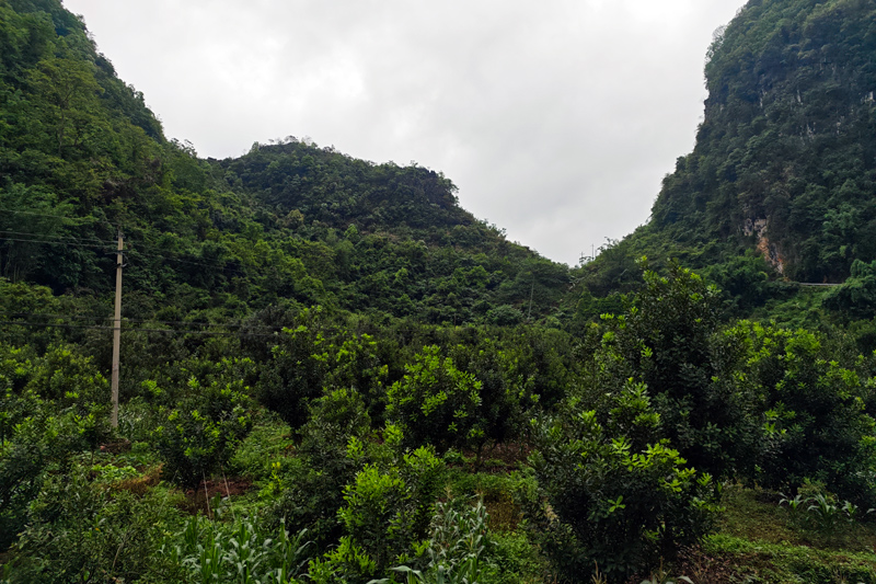 漫山遍野的堅(jiān)果樹(shù)郁郁蔥蔥。