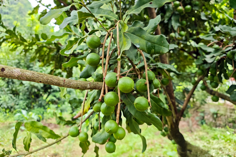 一串串堅(jiān)果不掛滿枝頭。