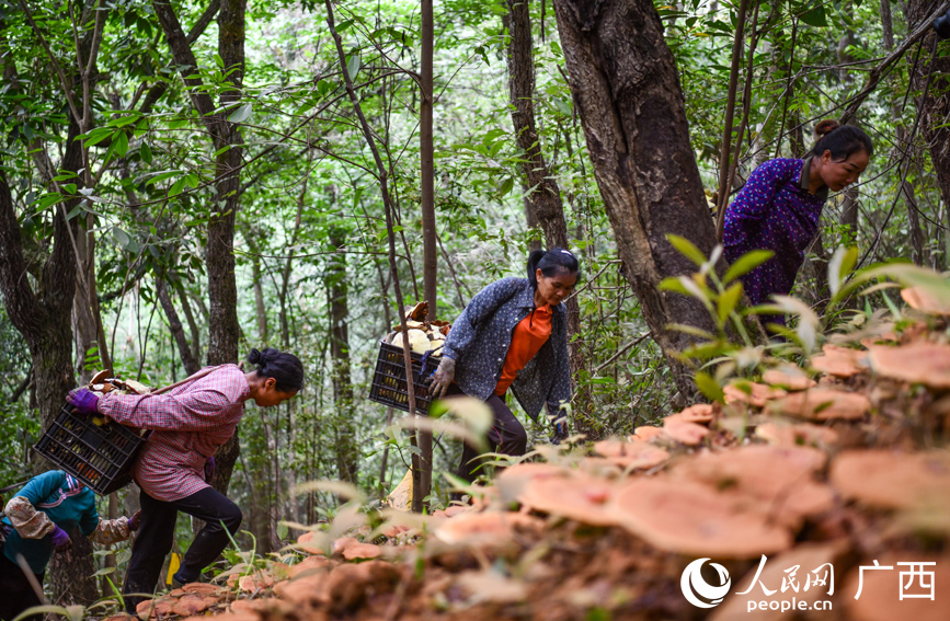 工人在林間搬運靈芝。