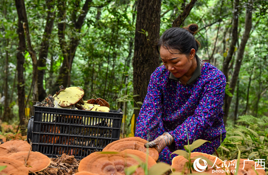 工人正在采摘靈芝。