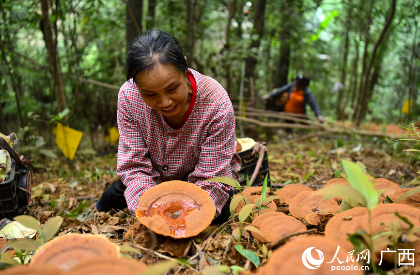 工人正在采摘靈芝。