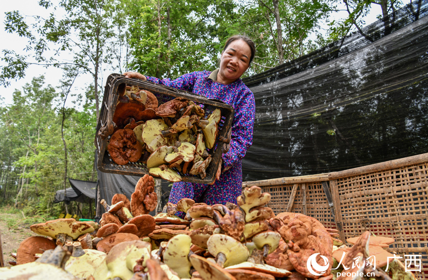 工人將采摘好的靈芝倒入籮筐中。