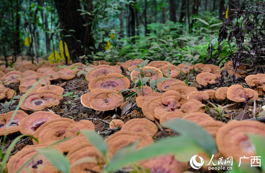 樹林間的靈芝。