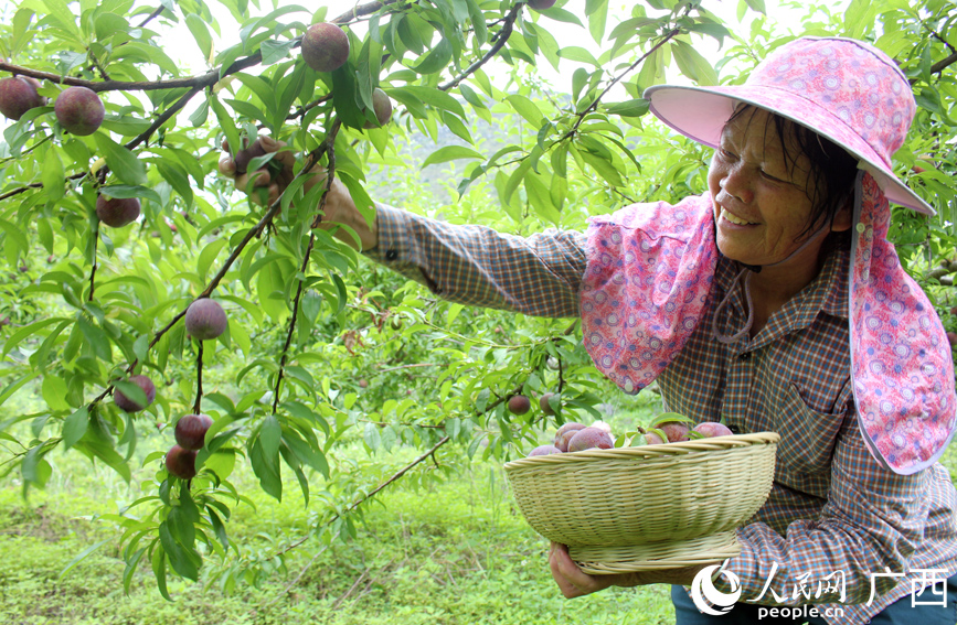 果農(nóng)在采摘三華李。