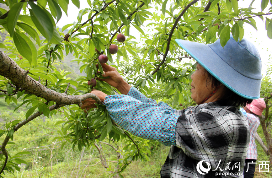 果農(nóng)在采摘三華李。