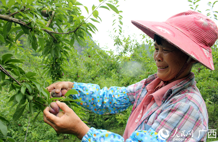 果農(nóng)在采摘三華李。