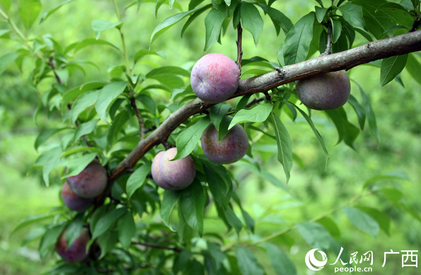 沉甸甸的三華李壓彎枝頭。