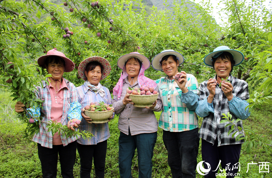 三華李喜迎豐收。