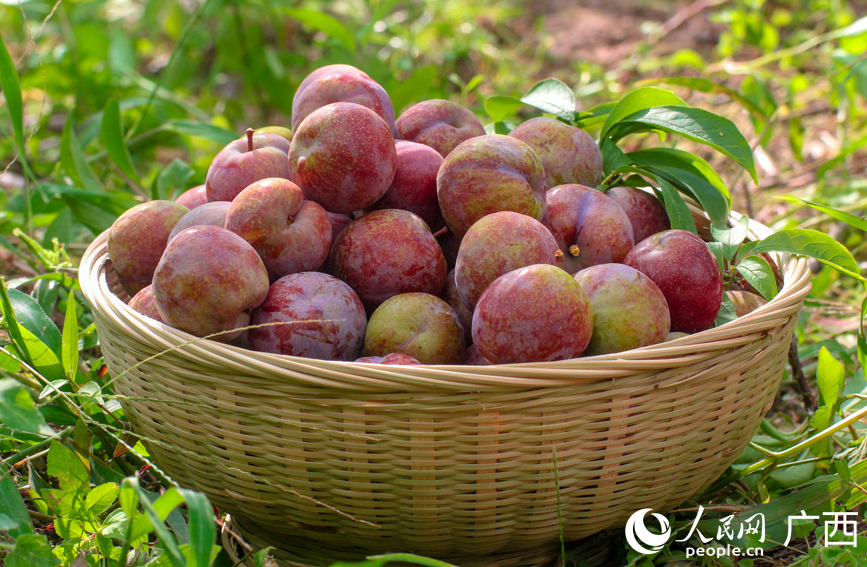 三華李喜迎豐收。