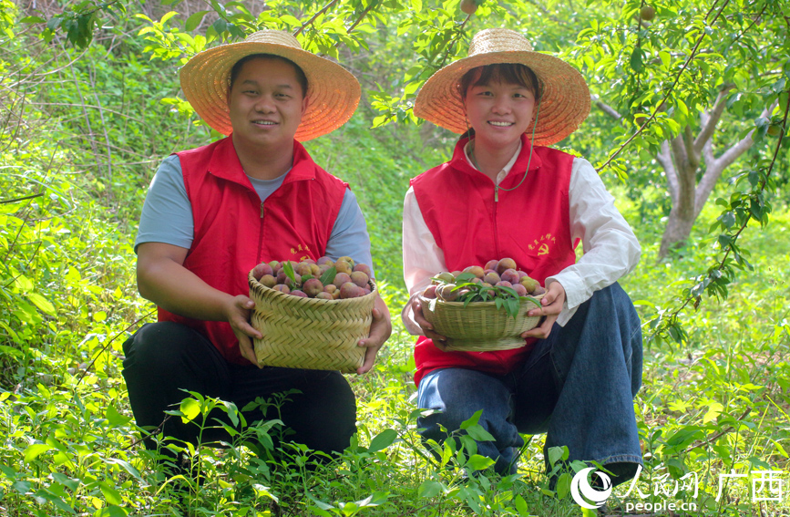 駐村工作隊(duì)員幫果農(nóng)采摘三華李。