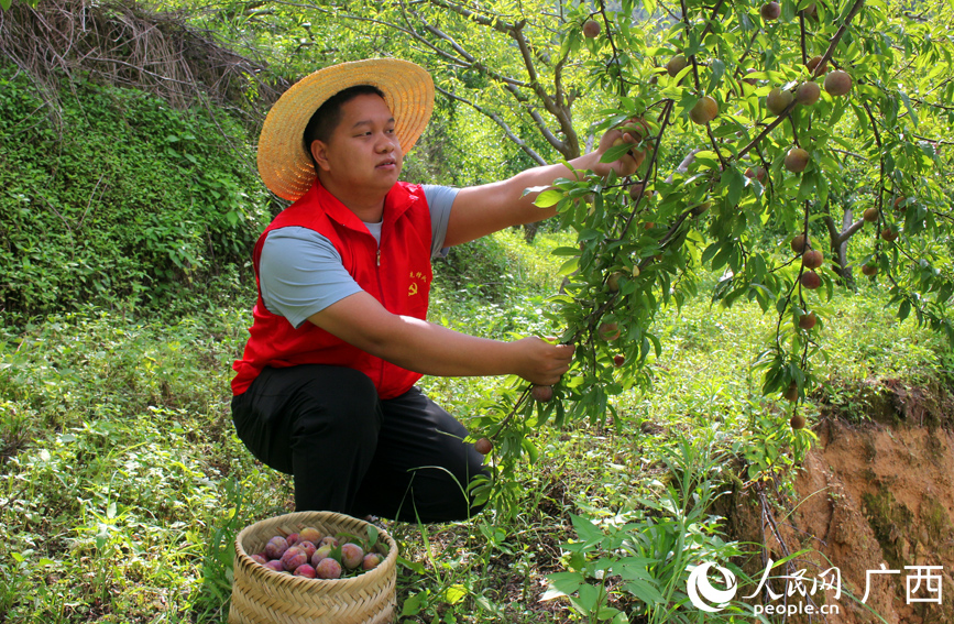 駐村工作隊(duì)員在幫果農(nóng)采摘三華李。