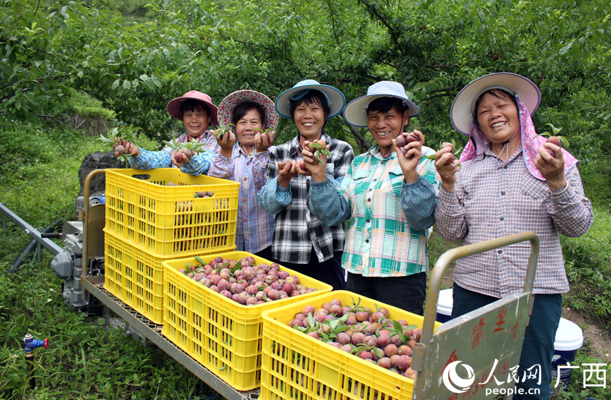 一顆三華李，甜了舌尖，更富了鄉(xiāng)親。