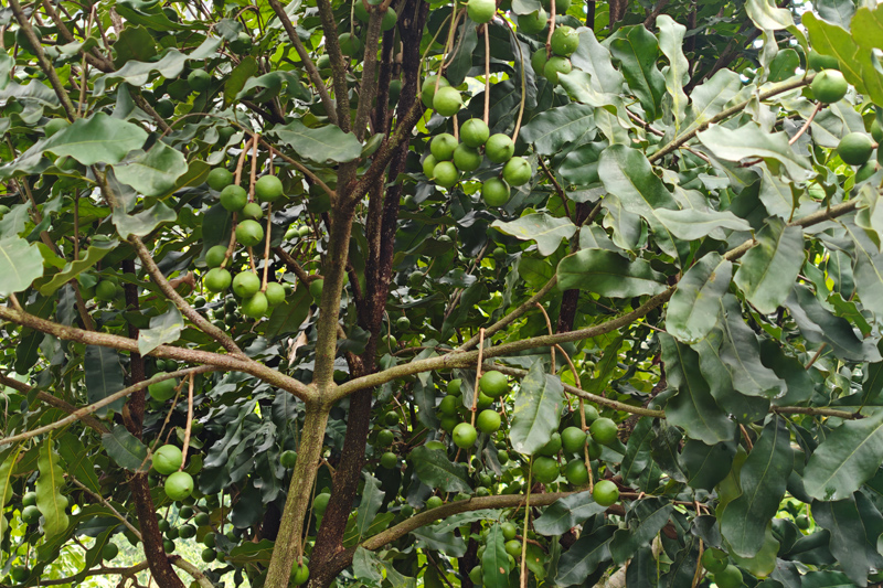 大新縣新育村：小堅(jiān)果結(jié)出鄉(xiāng)村振興“致富果”近日，走進(jìn)廣西崇左市大新縣下雷鎮(zhèn)新育村，漫山遍野的堅(jiān)果樹郁郁蔥蔥，4500多畝果園里，沉甸甸的果實(shí)壓彎枝頭，空氣中彌漫著堅(jiān)果特有的清香?！驹敿?xì)】 