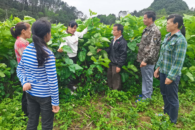 下雷鎮(zhèn)人大代表：聚力一線促振興 履職擔(dān)當(dāng)惠民生為充分發(fā)揮人大代表作用，依法履行代表職責(zé)，廣西大新縣下雷鎮(zhèn)組織轄區(qū)各級(jí)人大代表聚焦產(chǎn)業(yè)發(fā)展、民生保障、社會(huì)治理等重點(diǎn)領(lǐng)域，創(chuàng)新開展“代表履職在一線”行動(dòng)?！驹敿?xì)】 