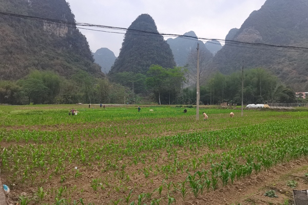 大新縣下雷鎮(zhèn)：不負(fù)春光搶農(nóng)時(shí) 田間玉米管護(hù)忙走進(jìn)廣西大新縣下雷鎮(zhèn)下雷社區(qū)玉米地，嫩綠的玉米苗整齊排列、長(zhǎng)勢(shì)喜人，農(nóng)戶們正在地里進(jìn)行施肥、除草等田間管理工作，現(xiàn)場(chǎng)一派繁忙的景象。【詳細(xì)】 
