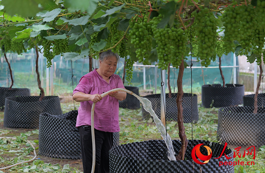 村民正在給葡萄澆水。人民網(wǎng) 梁章暉攝