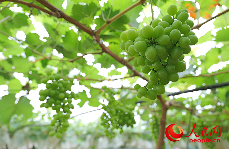 葡萄長(zhǎng)勢(shì)良好。人民網(wǎng) 梁章暉攝