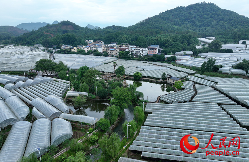 毛竹山村葡萄示范區(qū)。人民網(wǎng) 雷琦竣攝