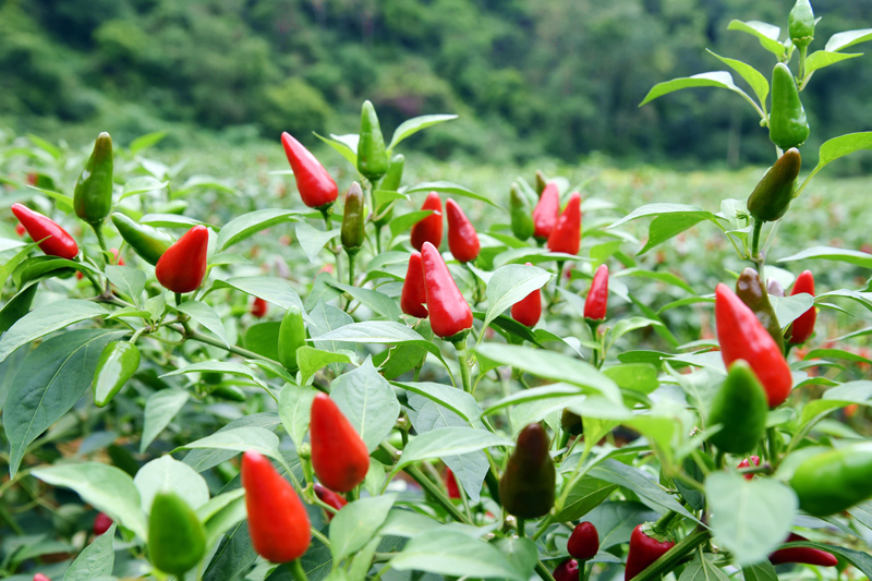 火紅的子彈椒。