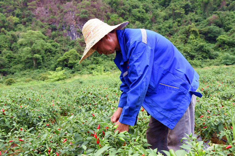 群眾在采收子彈椒。