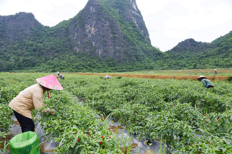 群眾在采收子彈椒。