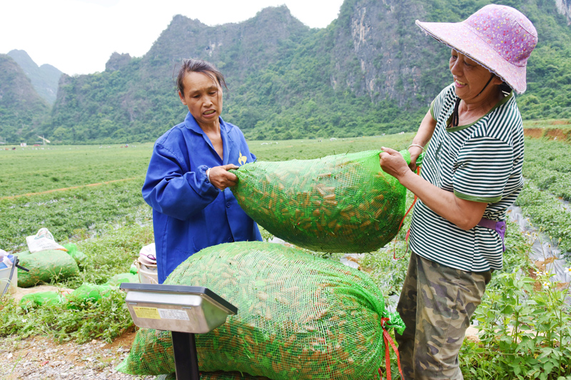 群眾把采收的子彈椒過(guò)稱。