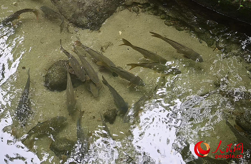 “果凍水”養(yǎng)出鮮美“瘦身魚”。人民網(wǎng) 雷琦竣攝