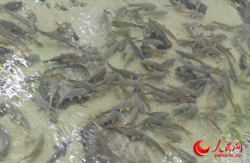 “果凍水”養(yǎng)出鮮美“瘦身魚”。人民網(wǎng) 梁章暉攝