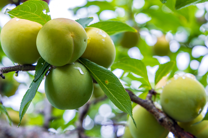 牛心李掛滿枝頭。黃福寧攝