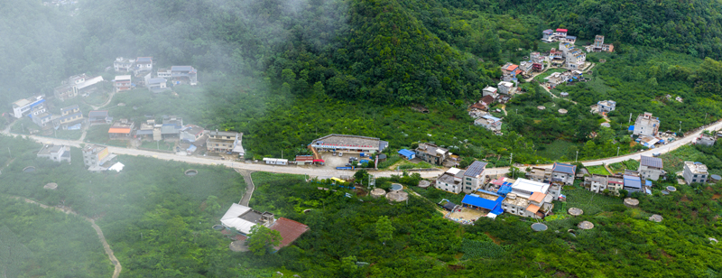 歌頂牛心李基地。黃福寧攝