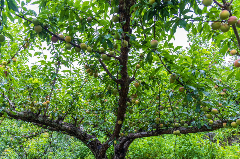 牛心李長(zhǎng)勢(shì)喜人。黃福寧攝