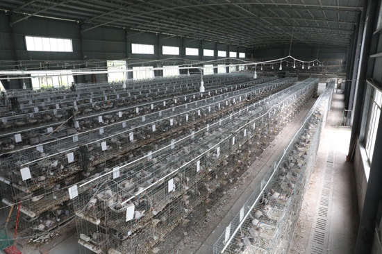 年產(chǎn)值超百萬元 東興市飛出“致富鴿”